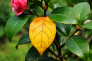 Why Are My Camellia Leaves Turning Yellow? 7 Causes and How to Fix Each One