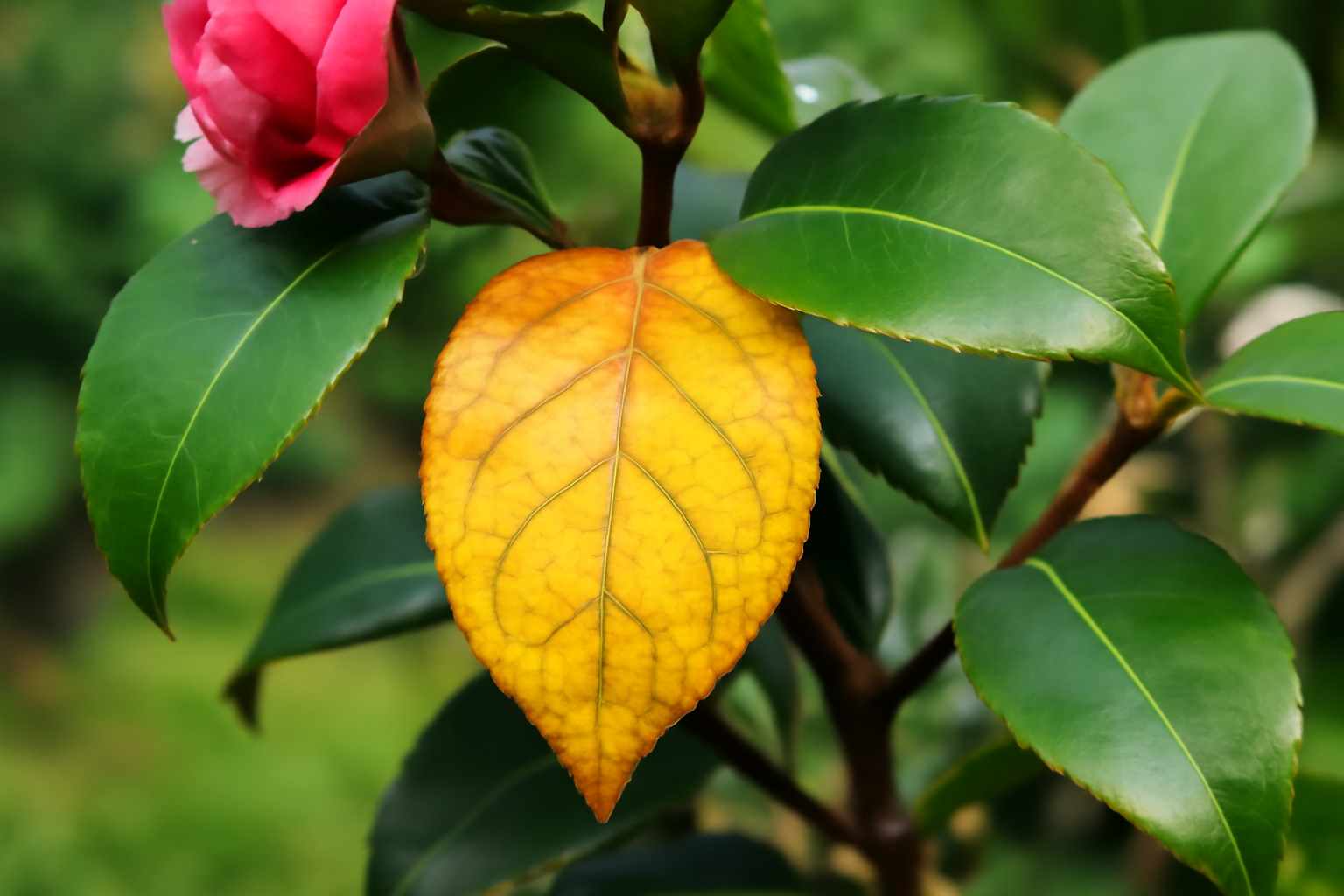 Why Are My Camellia Leaves Turning Yellow? 7 Causes and How to Fix Each One