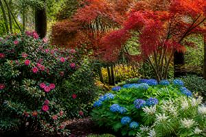 Best Companion Plants for Camellias: What to Grow Alongside Them