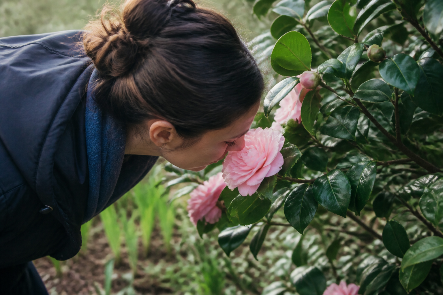 The Most Fragrant Camellia Varieties: Do Camellias Actually Smell?