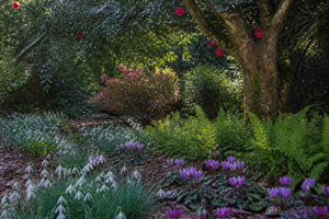 Underplanting Camellias: The Best Bulbs, Shrubs, and Ground Covers to Grow Beneath Them
