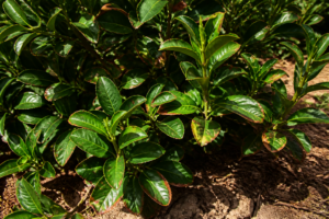 Are Camellias Drought Tolerant? Dry Leaves, Scorch, and Summer Survival