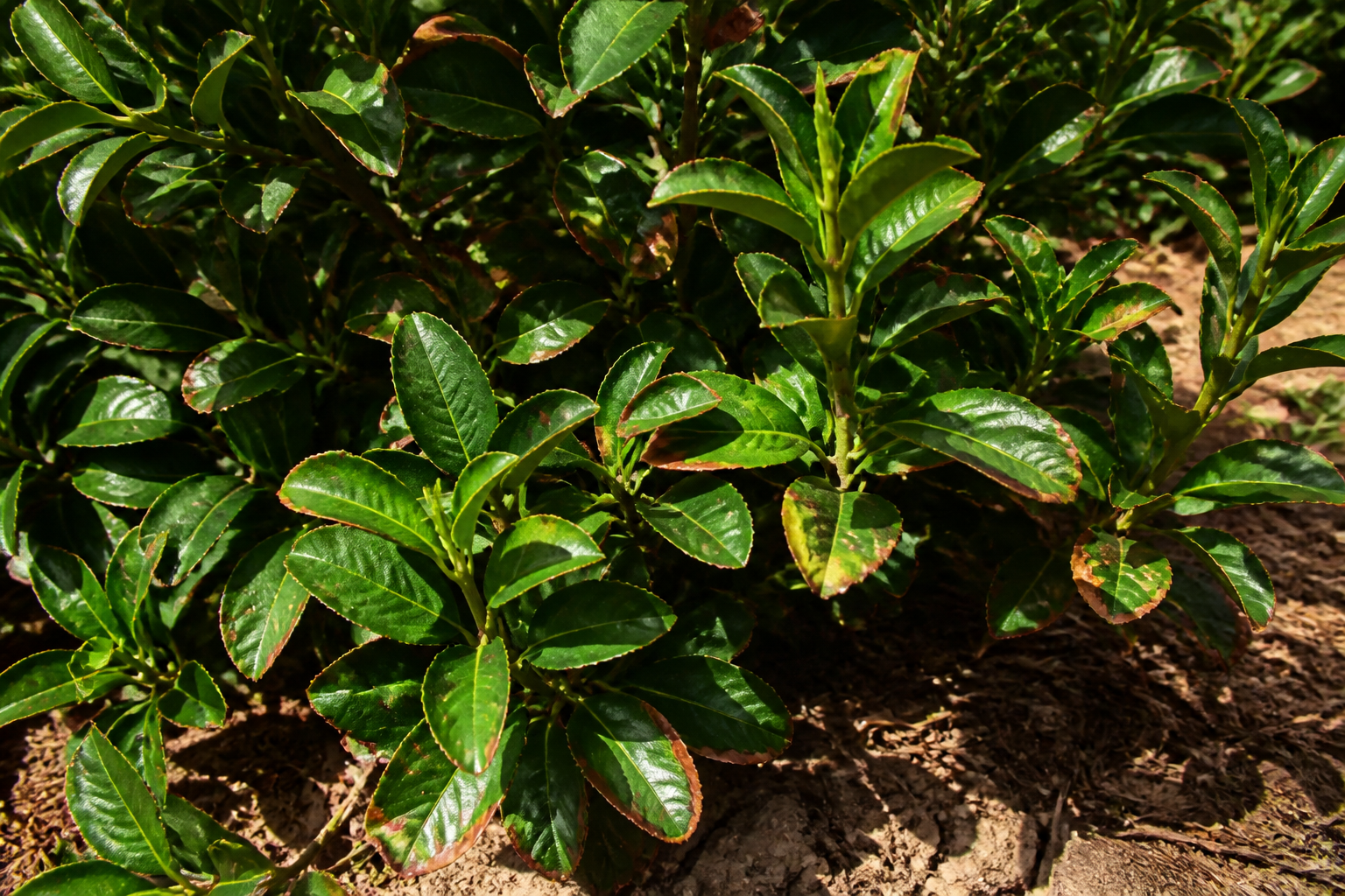 Are Camellias Drought Tolerant? Dry Leaves, Scorch, and Summer Survival