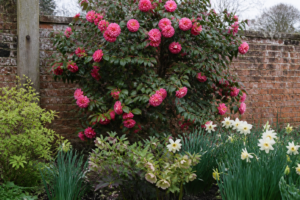 Growing Camellias in the UK: Bloom Times, Feeding, and When to Move Them