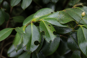 What Eats Camellia Leaves? Identifying Every Culprit by Its Damage