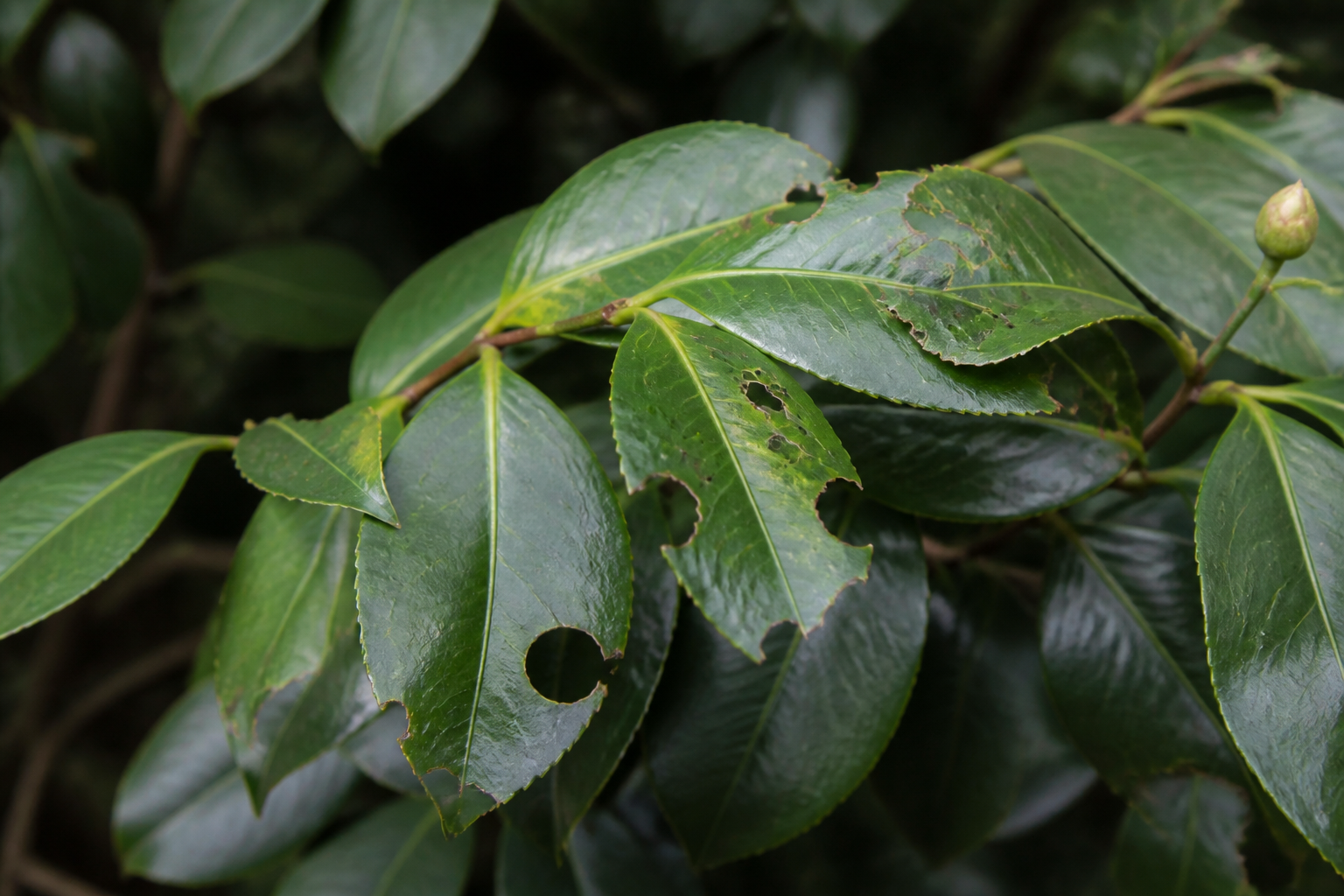 What Eats Camellia Leaves? Identifying Every Culprit by Its Damage