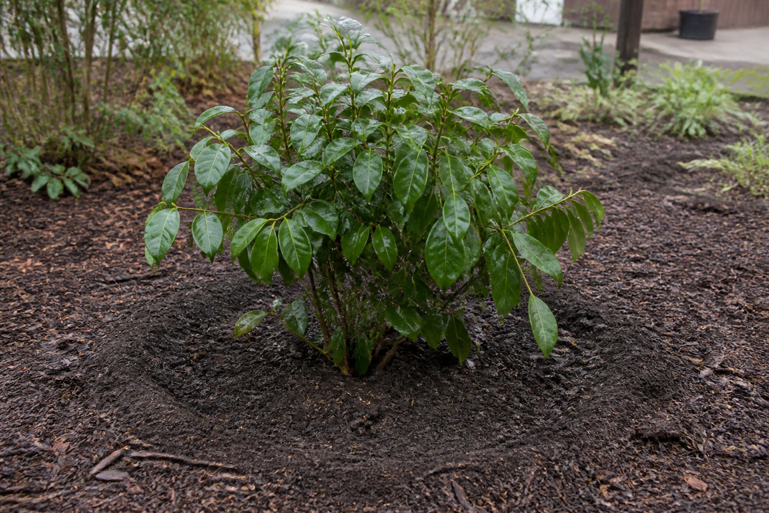 Camellia Transplant Shock: What It Looks Like, How Long It Lasts, and How to Help