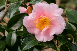 Scentuous, High Fragrance, and Fragrant Joy: The Lutchuensis Camellia Hybrids