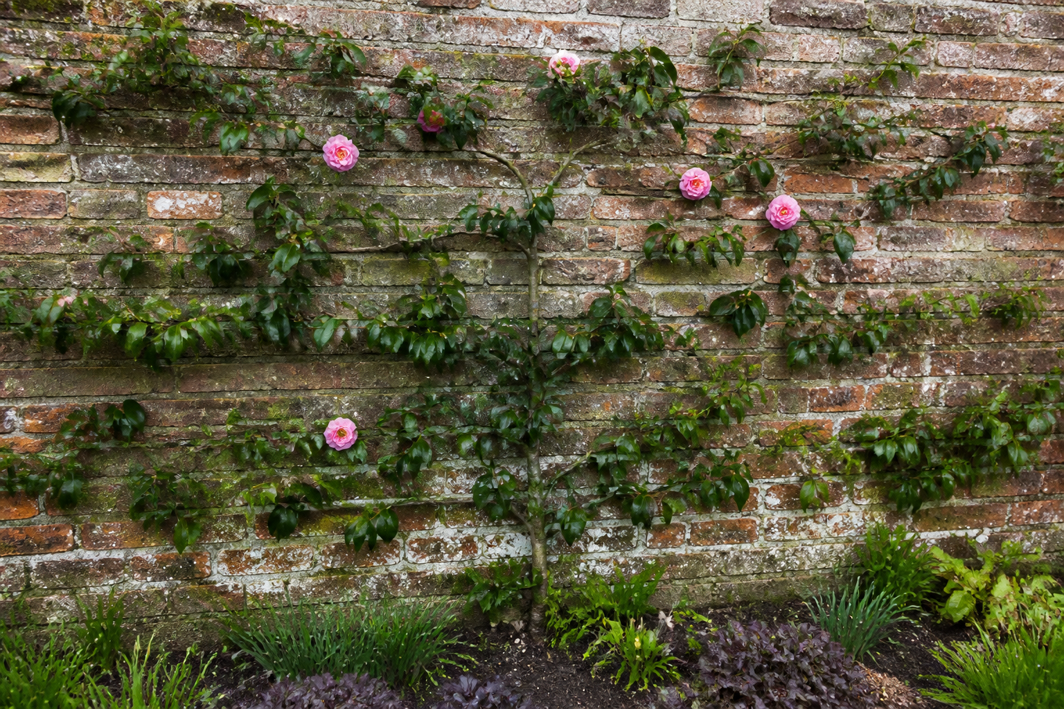 Training Camellias: Standards, Espaliers, and Narrow Forms for Tight Spaces