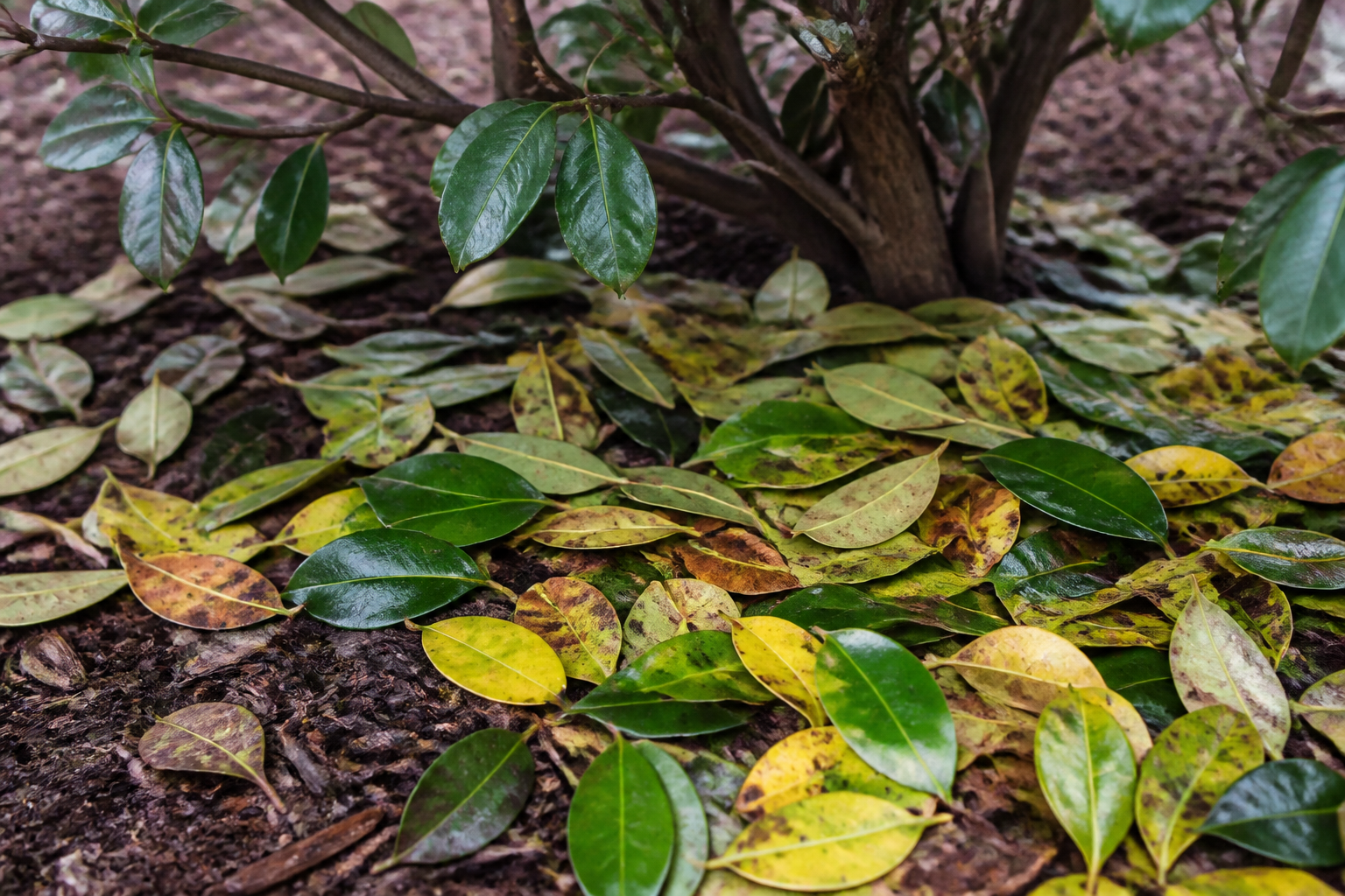 Why Is My Camellia Dropping Leaves? Normal Shedding vs. Real Trouble